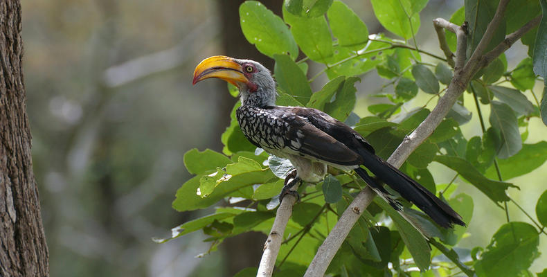 Yellow-billed Hornbill